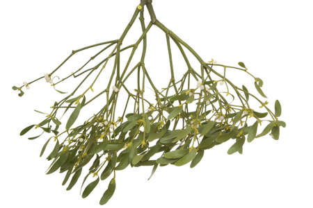Hanging green mistletoe on white backgroundの写真素材