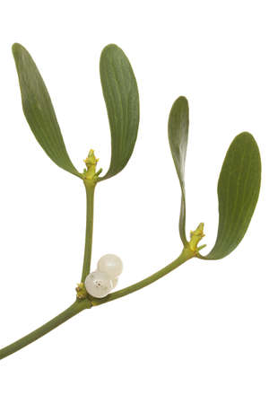 green mistletoe with fruit on white background