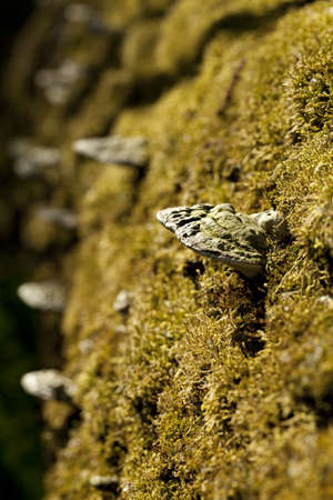 mushroom (Polyporus) on moss in forestの写真素材