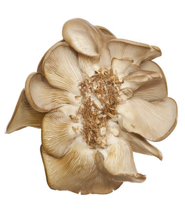 The Oyster mushroom ( Pleurotus ostreatus) on whiteの写真素材