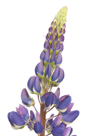 purple full-blown flower lupin on white backgroundの写真素材