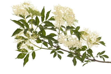 branch black lilac (Sambucus nigra) on white backgroundの写真素材