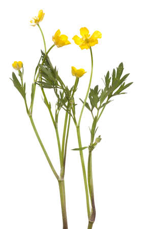 yellow buttercup(Ranunculus arvensis) on white backgroundの写真素材