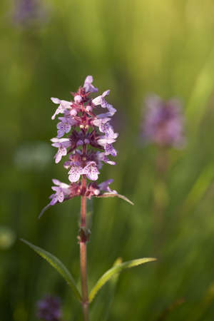 little purple flower (Dactylorhiza maculata) as backgroundの写真素材