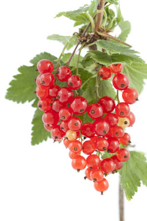 bunch red currant with green leaf on branch