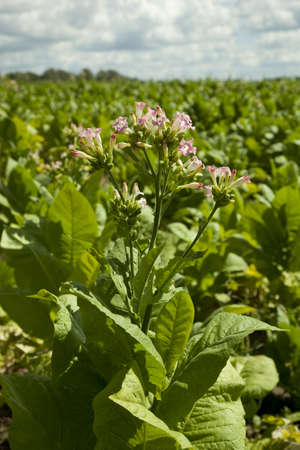 rows of planted tobacco on agricultural fieldの写真素材