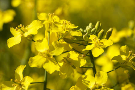Blooming yellow flower  canola  close-up