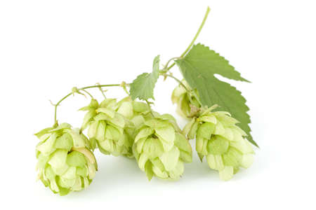 fresh hop's cones with green leaf on stem