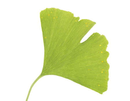 leaf with tree Ginkgo biloba on white background