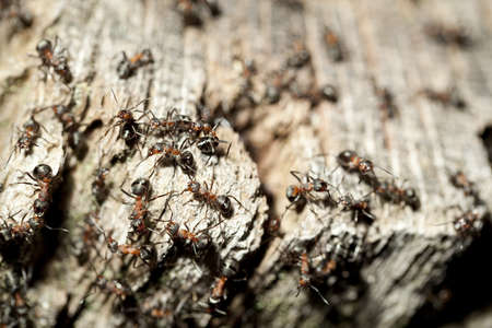 group red ant (Formica rufa) in ant hillの写真素材