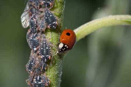 macro ladybird and aphids on green stem