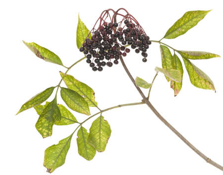 branch elderberry (Sambucus nigra) on white backgroundの写真素材