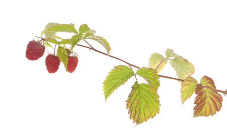 ripe raspberry on branch on white background