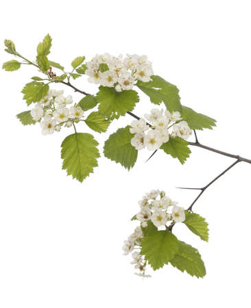 Hawthorn branch close up on white backgroundの写真素材