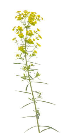 single flower (Euphorbia esula) on white backgroundの写真素材