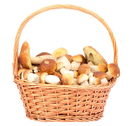 big and little boletus (Boletus edulis Bull) in basketの写真素材