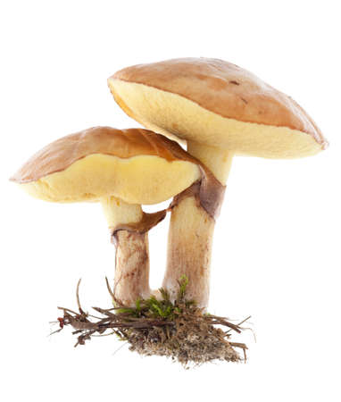 edible mushrooms (Suillus luteus) on white background