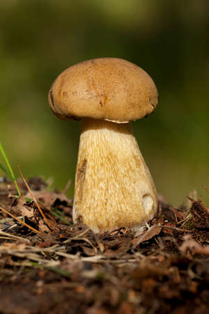 not edible boletus (Tylopilus felleus) as nature background