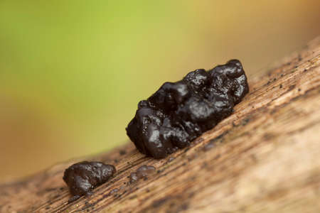black mushroom (Exidia plana) on rotten  trunkの写真素材