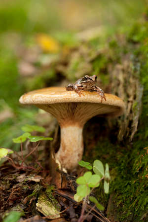 inedible mushroom (Paxillus involutus) and little frog の写真素材