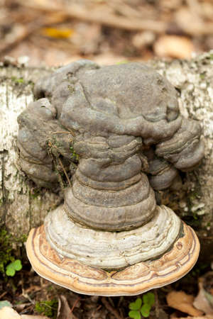 big mushroom (Fomes fomentarius) on trunk birchの写真素材