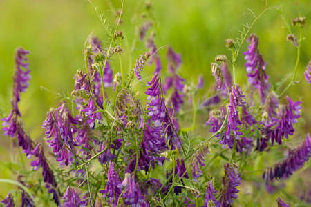 Purple flower vetch (Vicia cracca) on meadowの写真素材