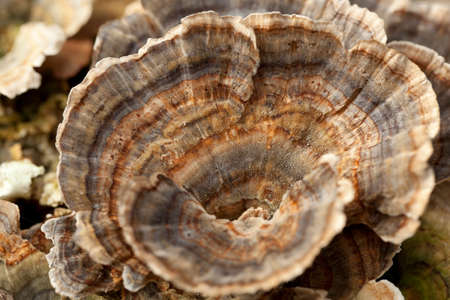 mushrooms group(Trametes versicolor) on trunk birchの写真素材