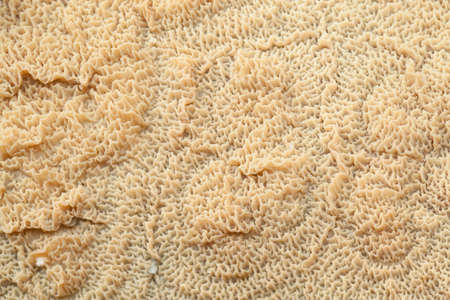 texture mushrooms (Phlebia tremellosa) as background

