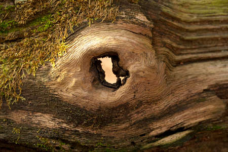 structure in wood oak (Quercus) as background