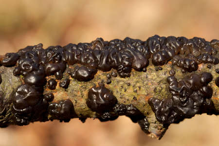 black mushroom (Exidia plana) on branch treeの写真素材