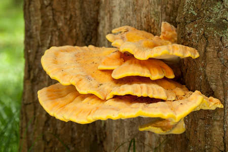edible mushroom (Laetiporus sulphureus) grown on treeの写真素材