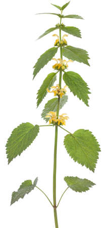 single flower (Galeobdolon luteum Huds)の写真素材