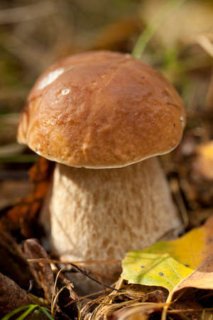 edible mushroom on big leg in forestの写真素材