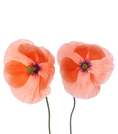two poppyの写真素材
