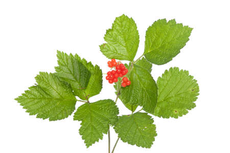 raspberries' ripe fruit on twig on white backgroundの写真素材