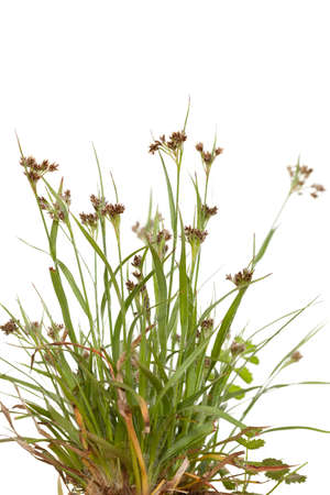 tuft young grass(Luzula campestris) on whiteの写真素材