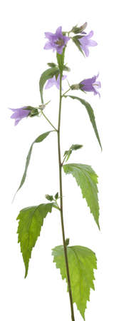 purple flower harebell (Campanula latifolia) on whiteの写真素材