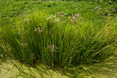 tuft pink flower (butomus umbellatus) in pond