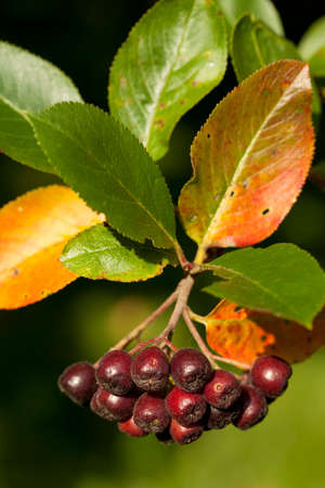 cluster unripe aronia (Aronia arbutifolia) on branchの写真素材