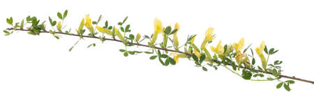 branch with yellow flowers on white backgroundの写真素材
