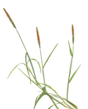 tuft grass(Alopecurus aequalis) on white backgroundの写真素材