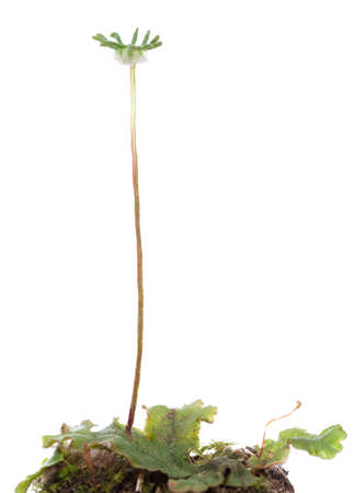 little green plant (Marchantia polymorpha) on white