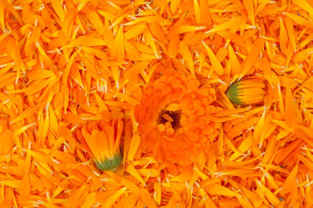 fresh petal marigold(Calendula officinalis) as backgroundの写真素材