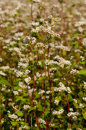 blossom field of buckwheat(Fagopyrum Mill)