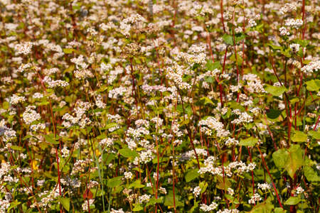 blossom field of buckwheat(Fagopyrum Mill)の写真素材