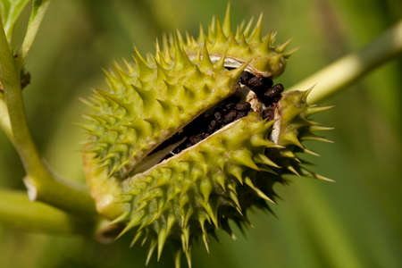 intensely poisonous thornapple (Datura stramonium) in gardenの写真素材