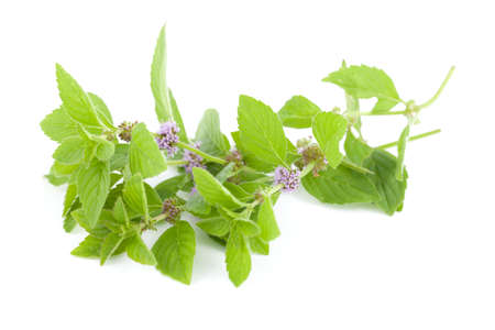 flower spearmint (Mentha pulegium) on white background