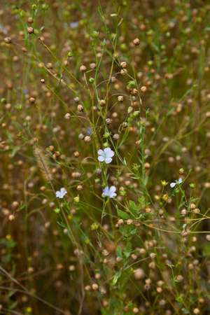 flax seeds and flowers (Linum) on fieldの写真素材