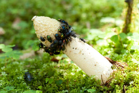 white stinkhorn (Phallus impudicus) on blurred backgroundの写真素材