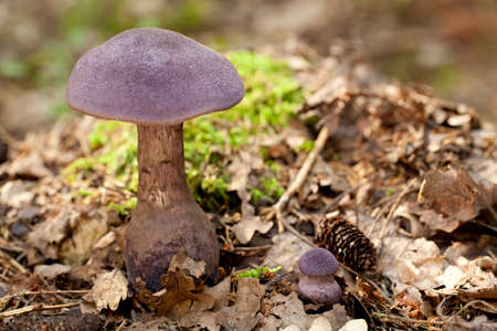 purple mushroom (Cortinarius violaceus) in dry leafの写真素材